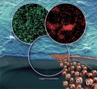 Formations of biofilms
